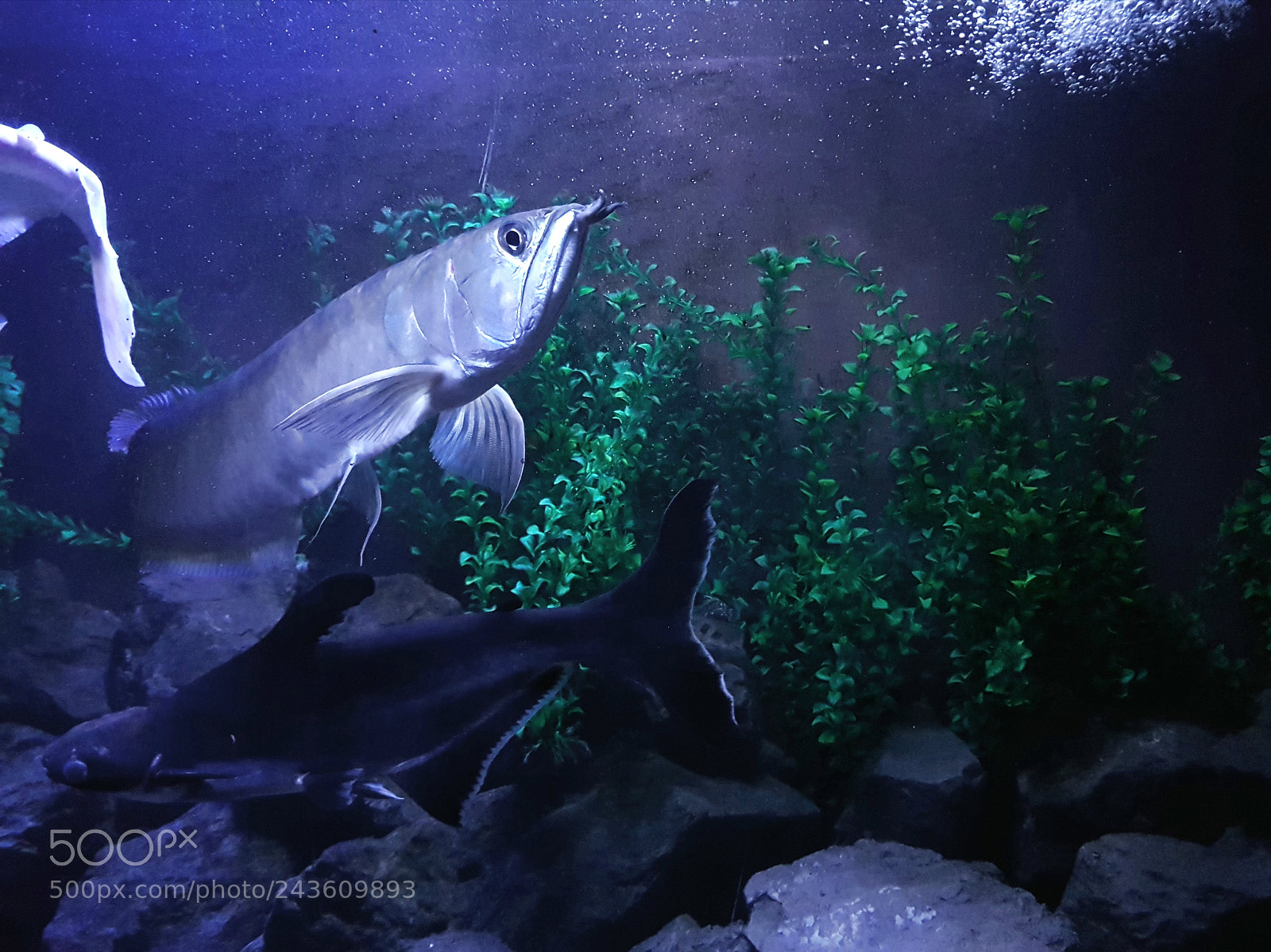 Samsung Galaxy S8+ sample photo. Arowana photography