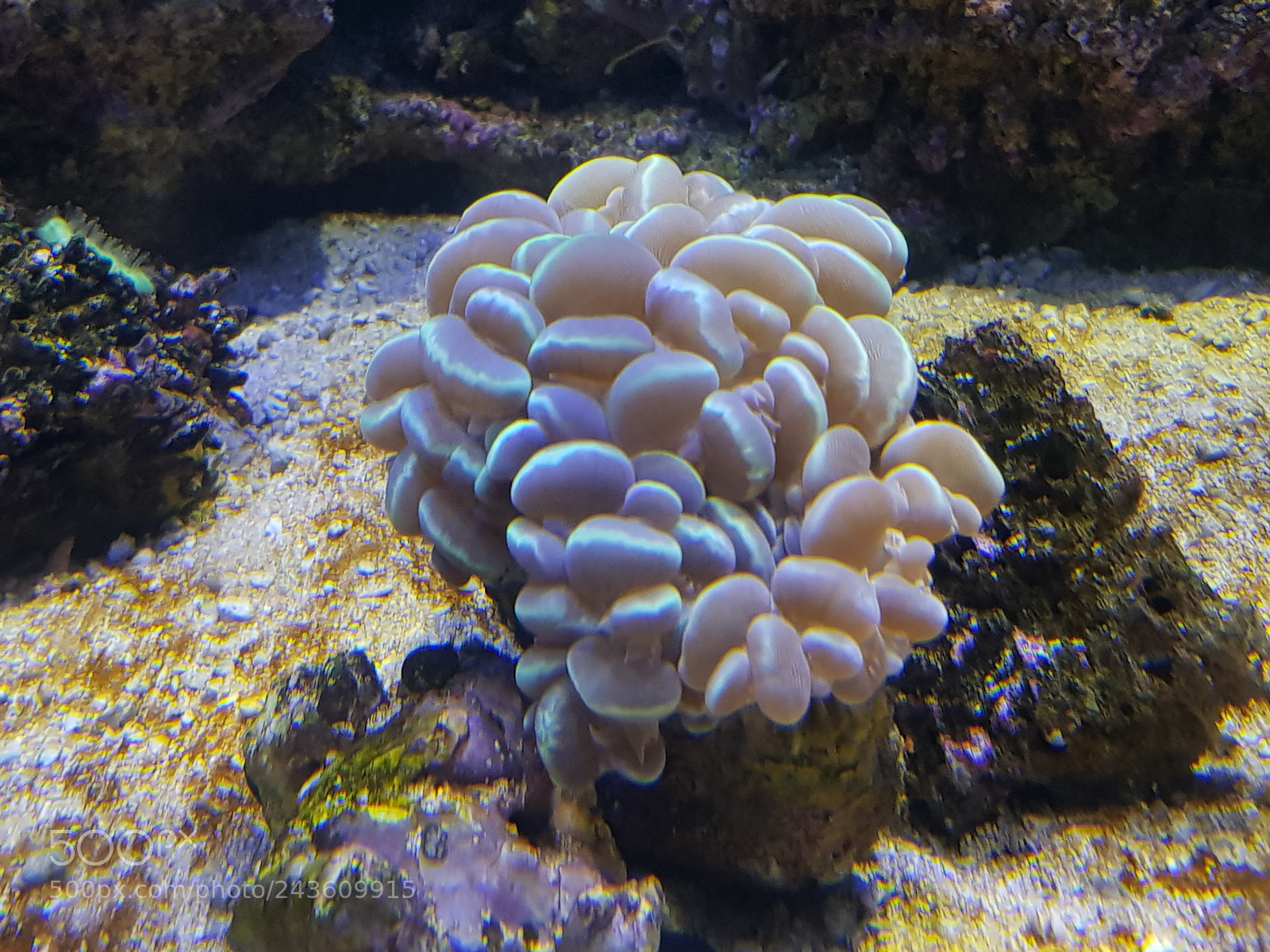 Samsung Galaxy S8+ sample photo. Invertebrado de arrecife de photography