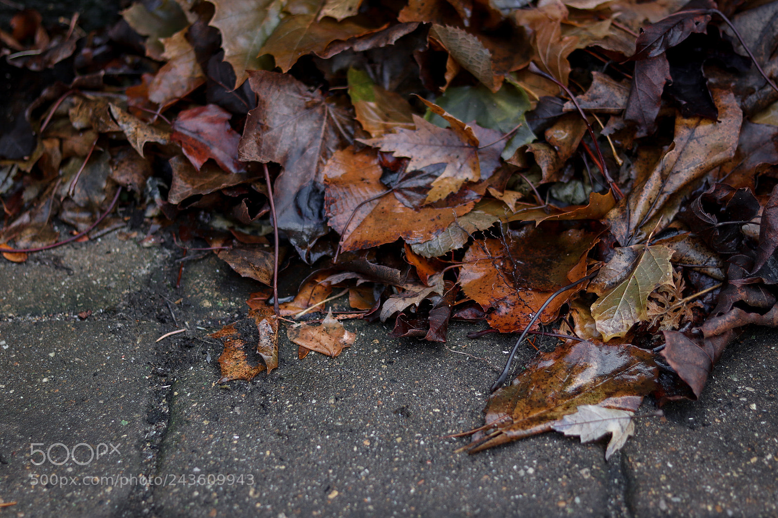 Canon EOS 800D (EOS Rebel T7i / EOS Kiss X9i) sample photo. Rainy leaves photography