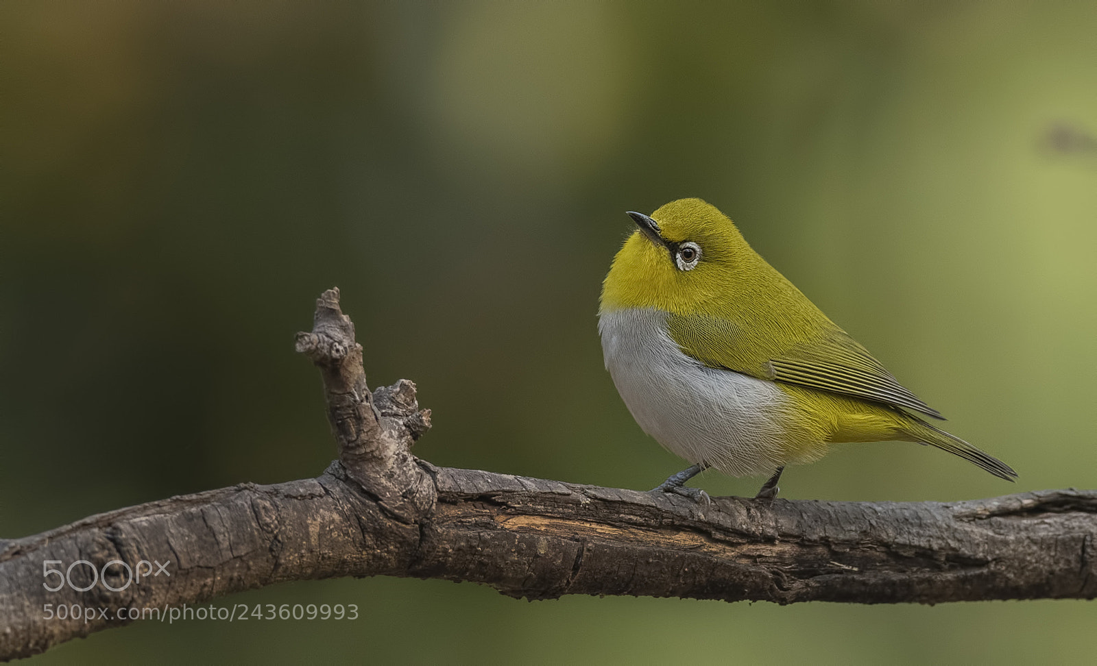 Nikon D500 sample photo. Oriental white eye photography