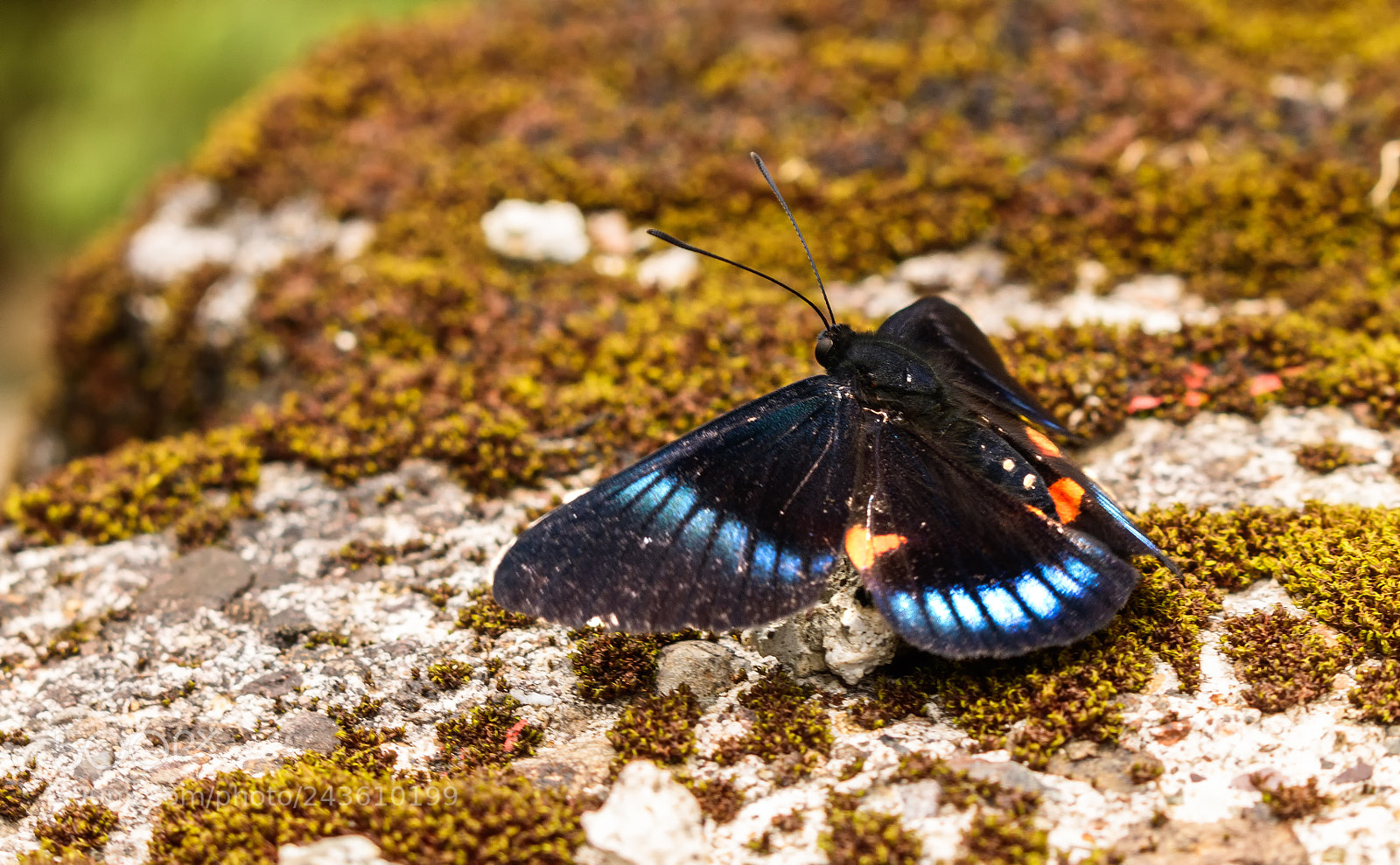 Canon EOS 750D (EOS Rebel T6i / EOS Kiss X8i) sample photo. Mariposa photography