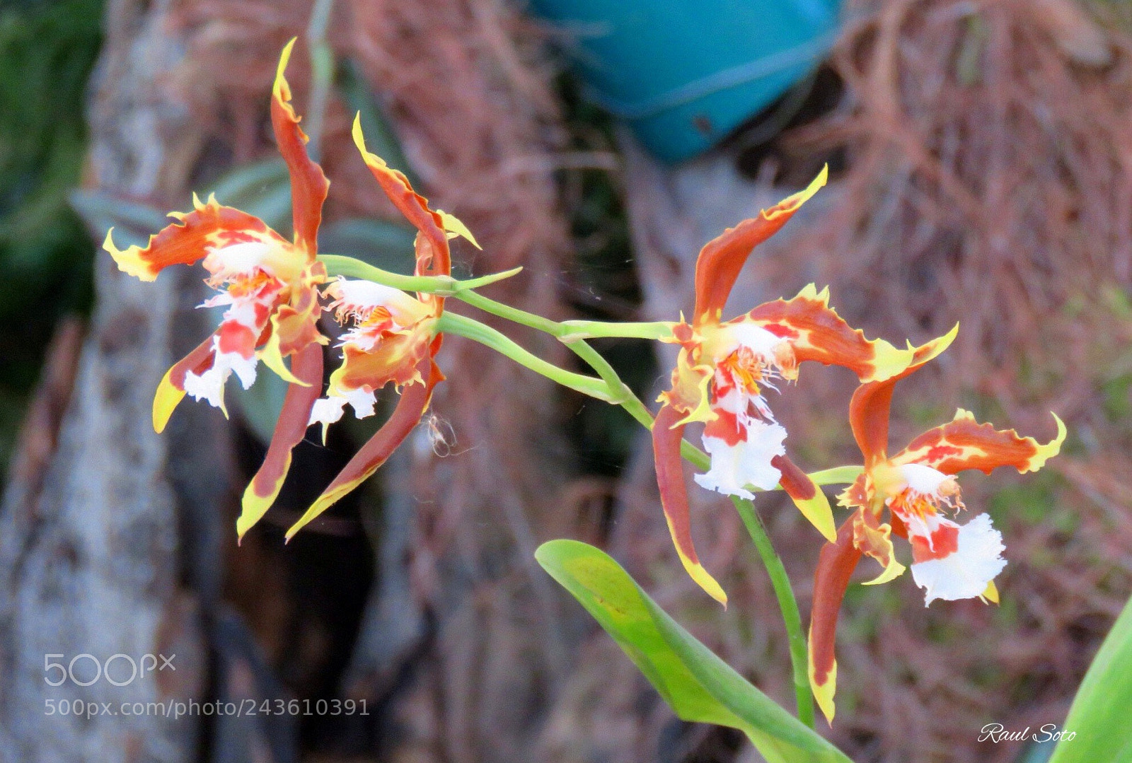 Canon PowerShot SX60 HS sample photo. Orquideas photography