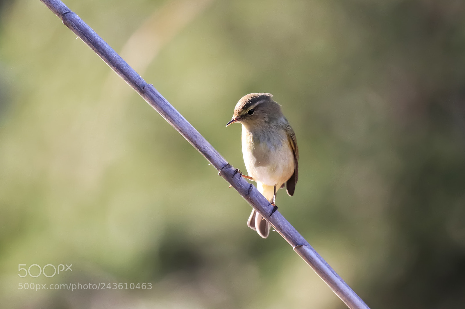 Canon EOS 77D (EOS 9000D / EOS 770D) sample photo. The art of nature photography