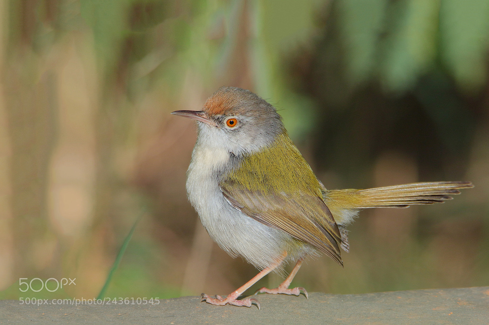 Canon EOS 7D Mark II sample photo. Common tailorbird photography