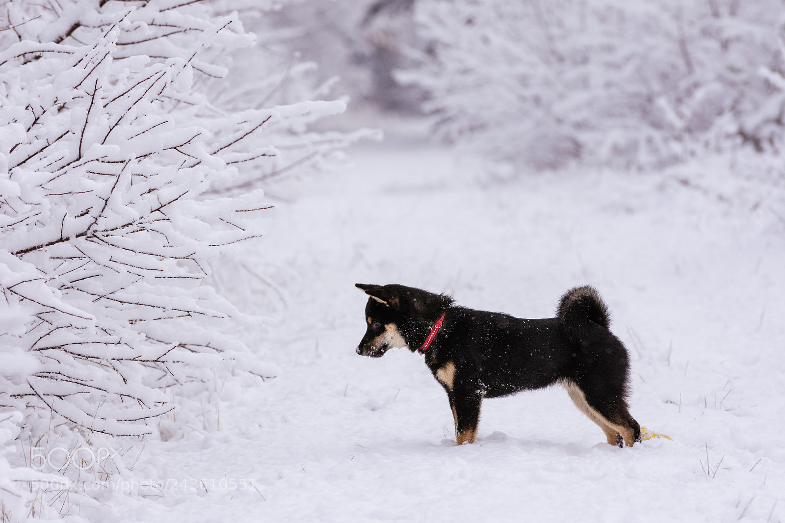 Nikon D7200 sample photo. Yumiko buziaczek is hunting photography