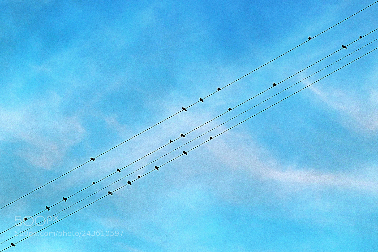 Canon EOS 77D (EOS 9000D / EOS 770D) sample photo. Birds photography