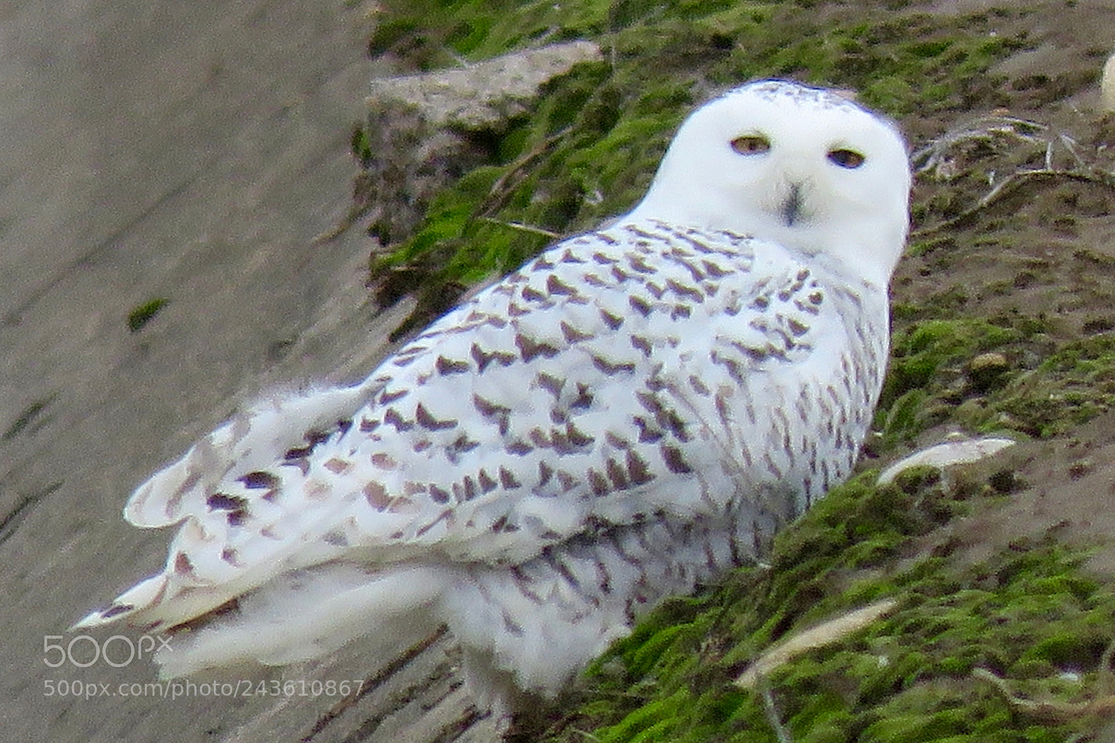 Canon PowerShot SX60 HS sample photo. Snowy owl photography