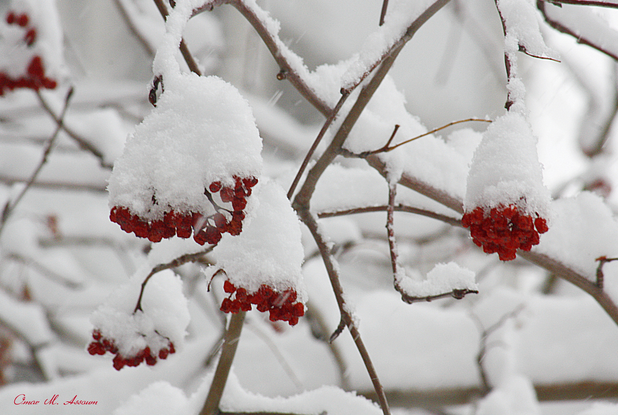 Canon EOS 450D (EOS Rebel XSi / EOS Kiss X2) sample photo. Snow & red berries photography