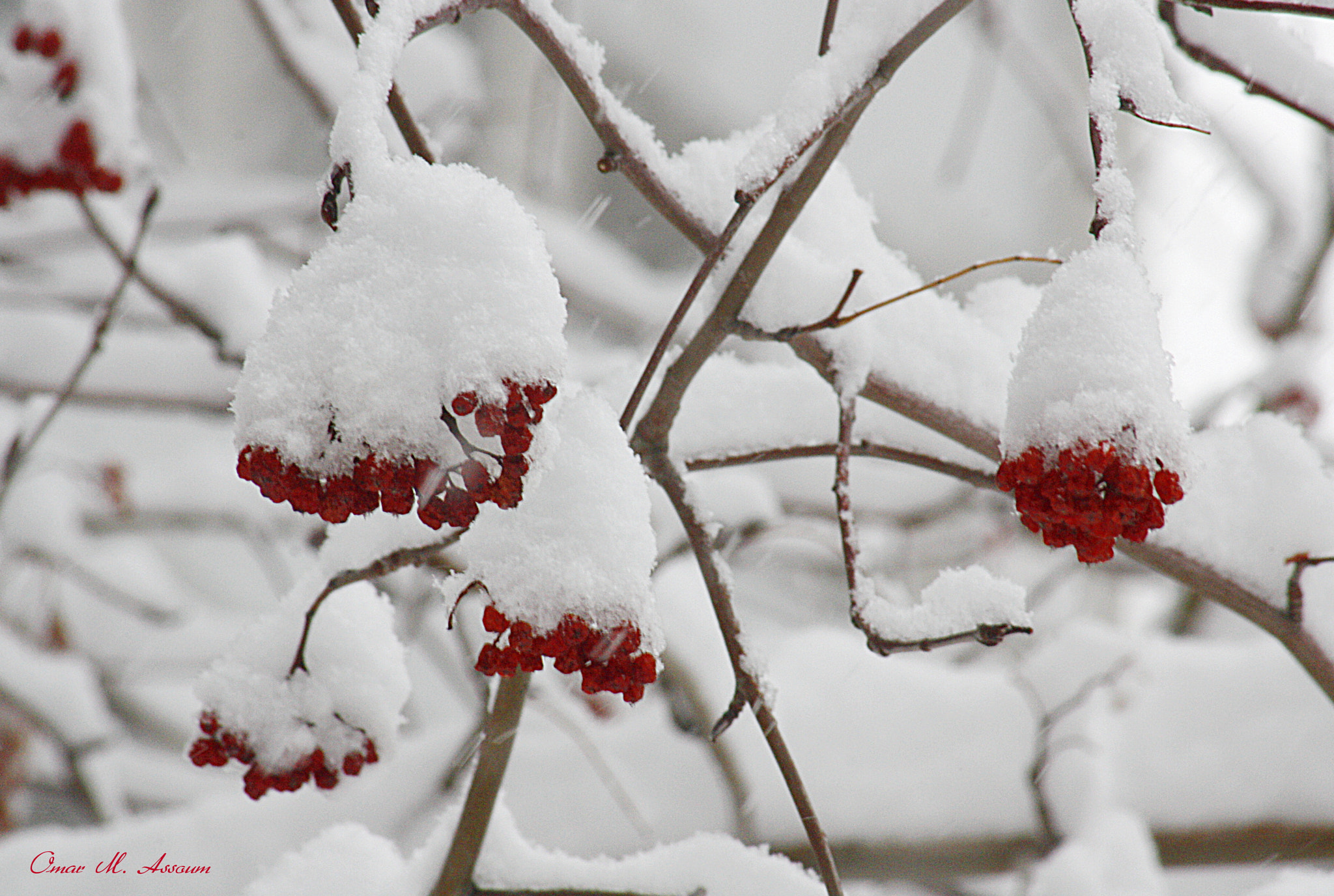 Canon EF 75-300mm F4.0-5.6 IS USM sample photo. Snow & red berries photography