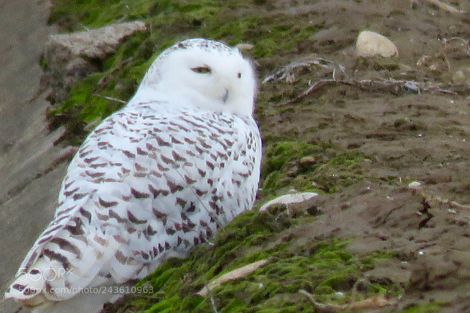 Canon PowerShot SX60 HS sample photo. Snowy owl. picture taken photography