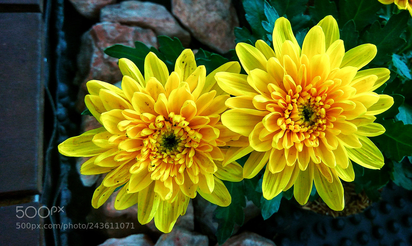 Xiaomi Redmi Note3 sample photo. Yelllow twin flower photography