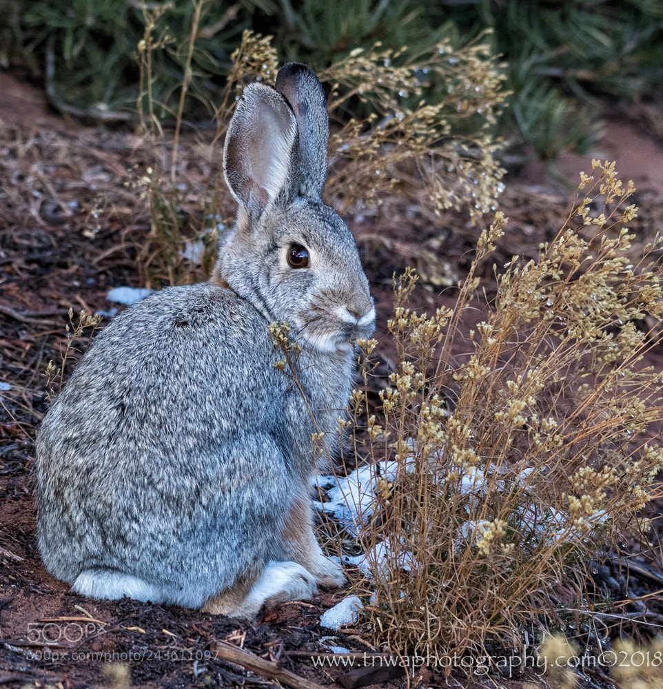 Nikon D500 sample photo. Sweet bunny photography