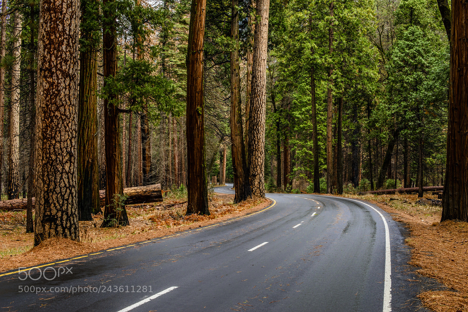 Nikon D800E sample photo. The windy road photography