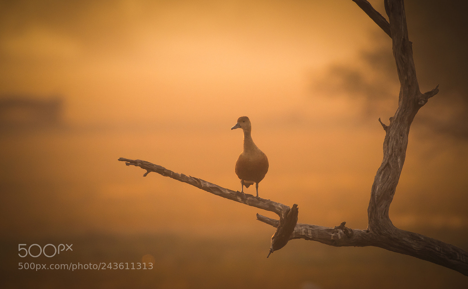 Nikon D500 sample photo. Lesser whistling duck photography
