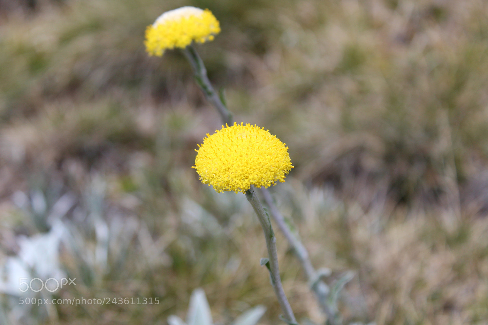 Canon EOS 1300D (EOS Rebel T6 / EOS Kiss X80) sample photo. Flower power photography