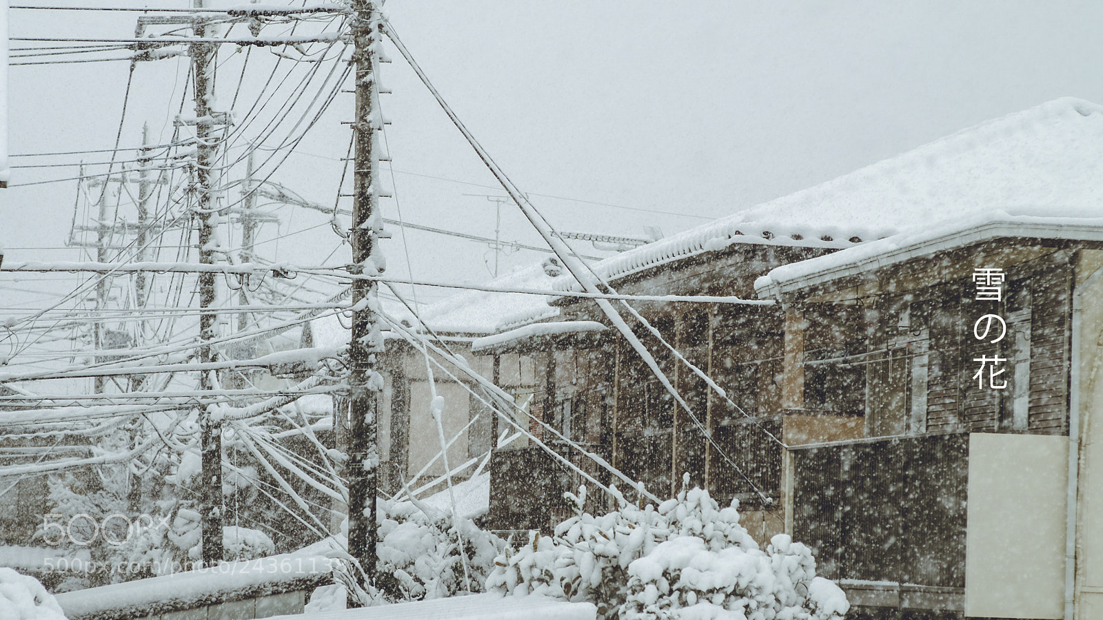 Fujifilm X-T1 sample photo. Snow white photography