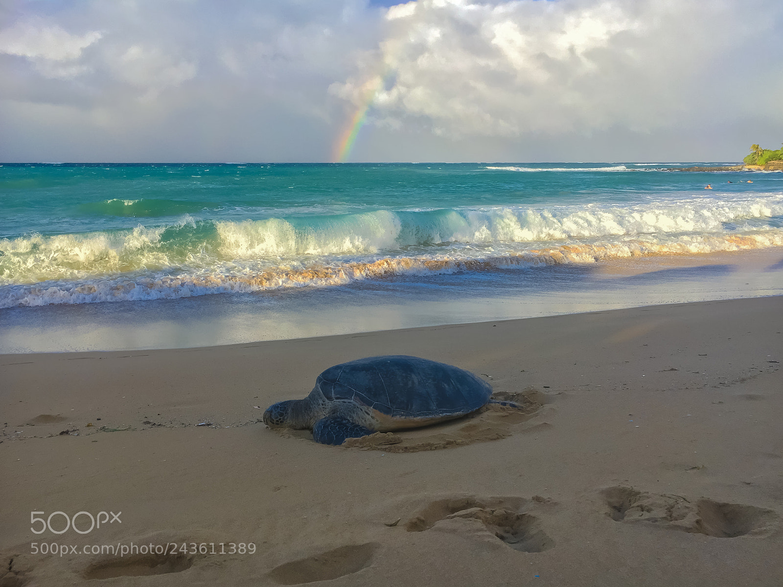 Apple iPhone 6s sample photo. Green sea turtle resting photography