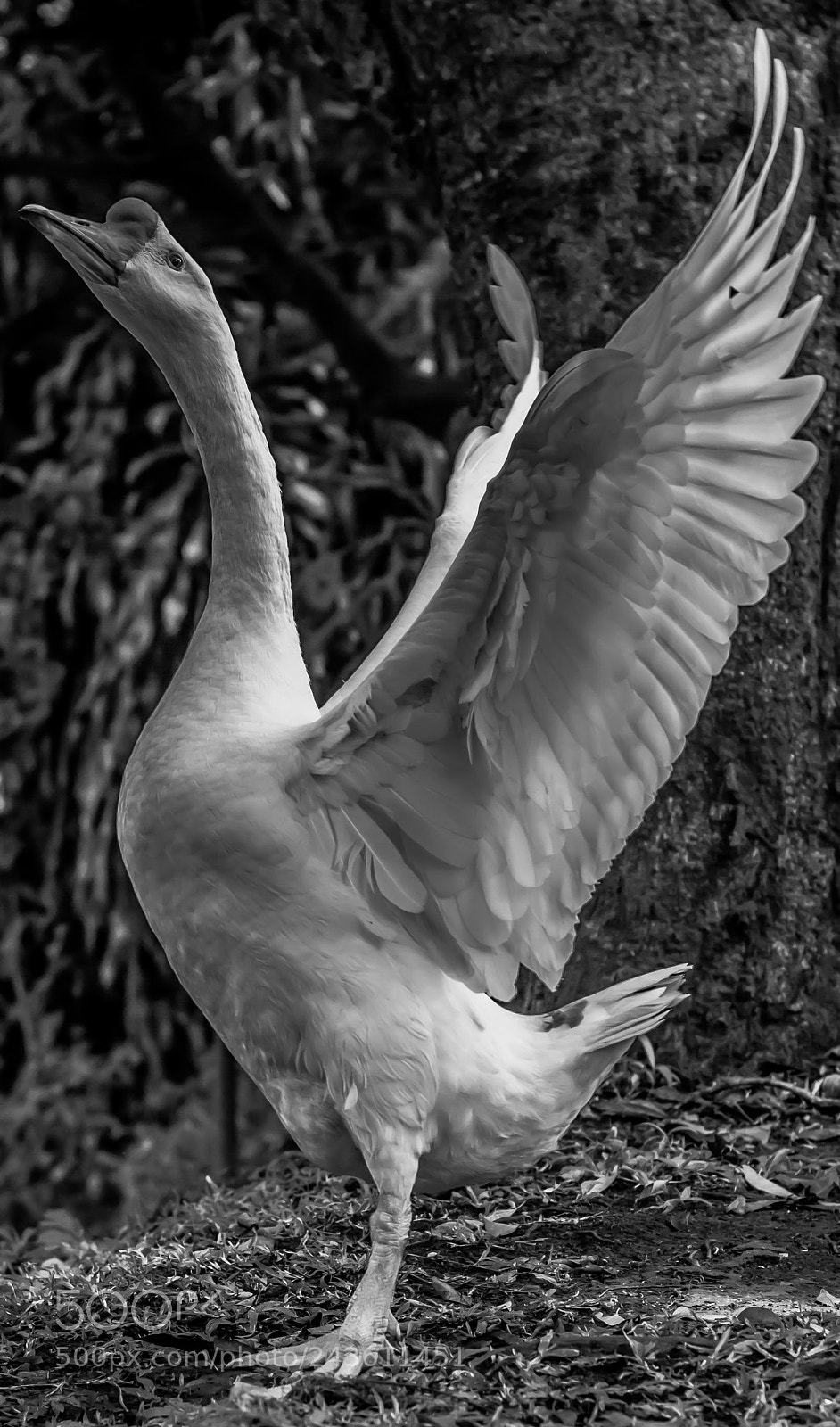 Canon EOS 600D (Rebel EOS T3i / EOS Kiss X5) sample photo. Goose wings photography