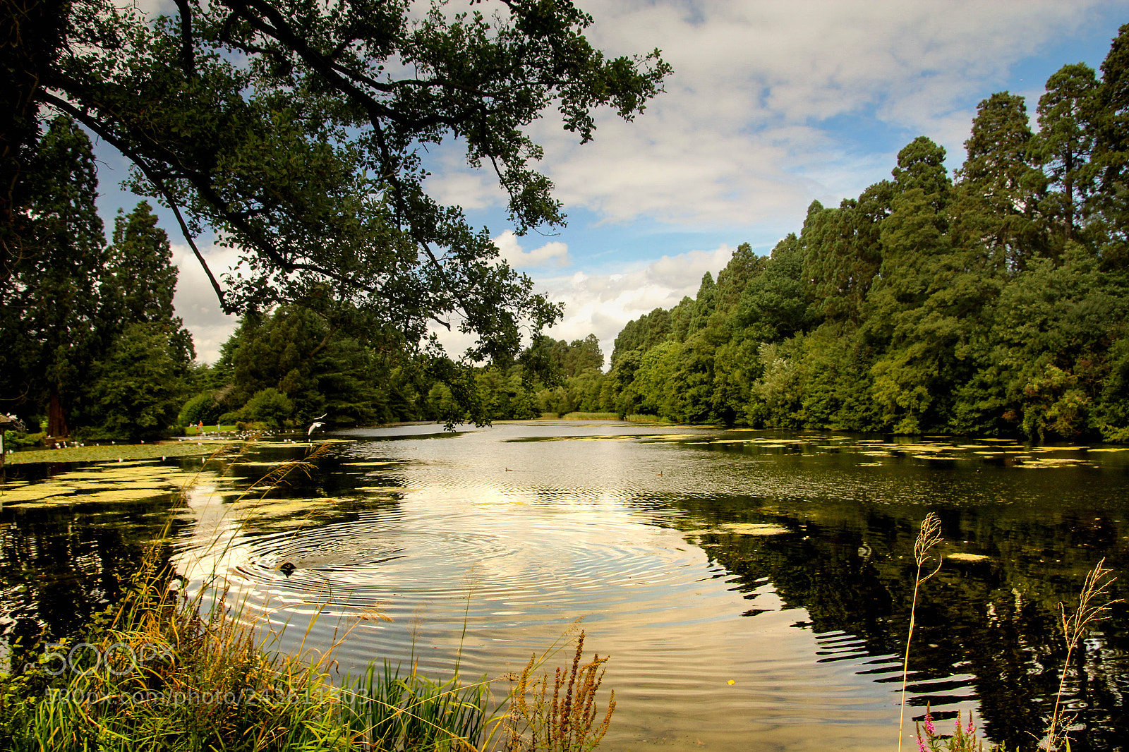Canon EOS 60D sample photo. Tredegar park east photography