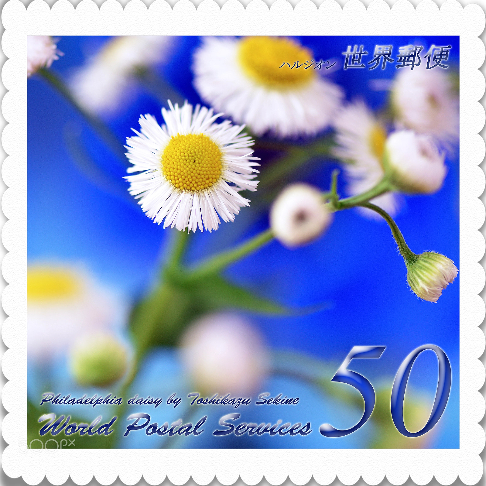Nikon D800 sample photo. Philadelphia daisy photography