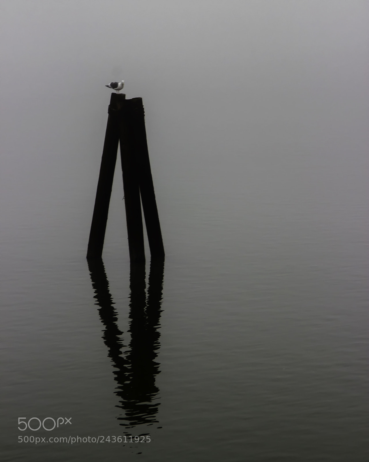 Canon EOS 600D (Rebel EOS T3i / EOS Kiss X5) sample photo. Lonely gull photography