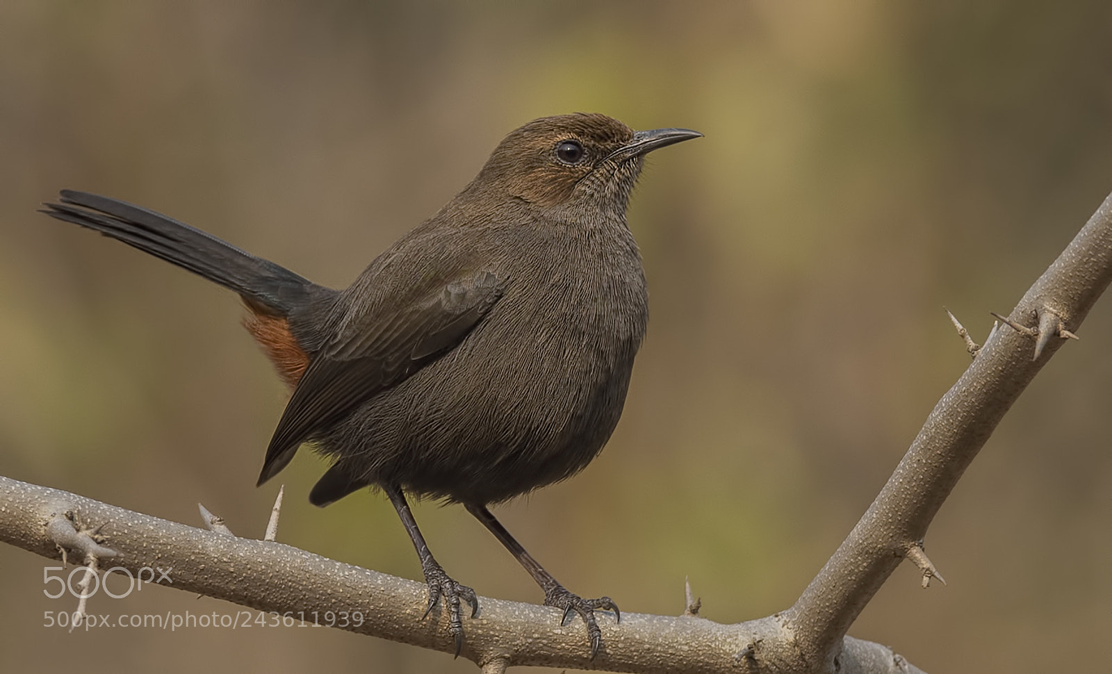 Nikon D500 sample photo. Indian robin female photography
