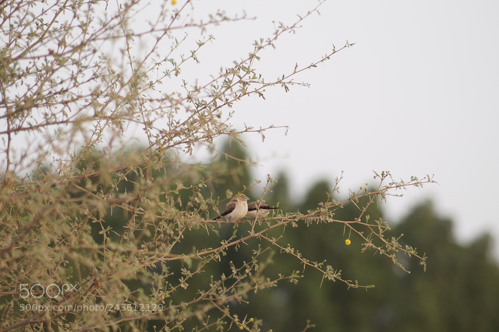 Sony DT 55-200mm F4-5.6 SAM sample photo. Untitled photography
