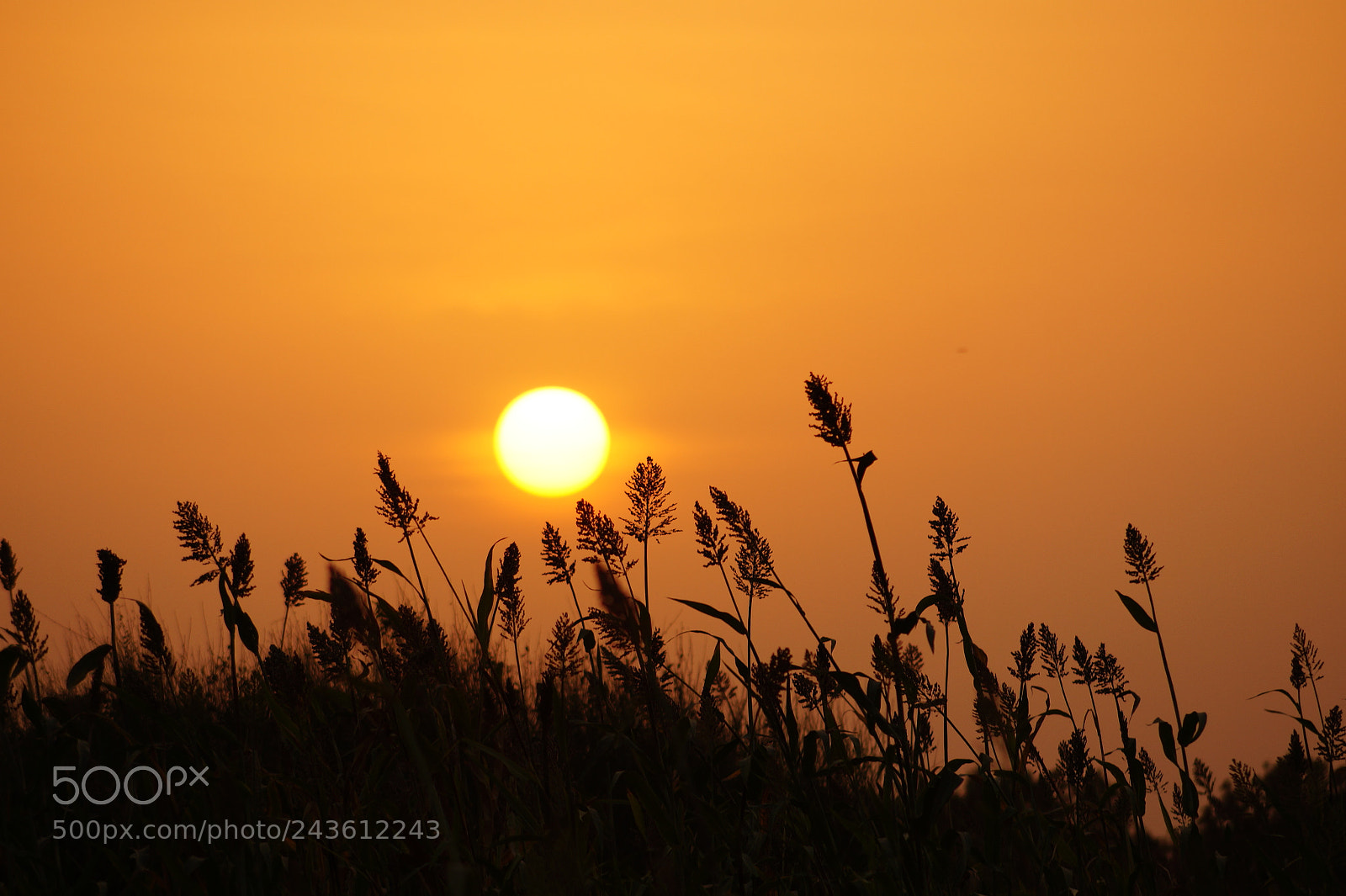 Sony DT 55-200mm F4-5.6 SAM sample photo. Untitled photography