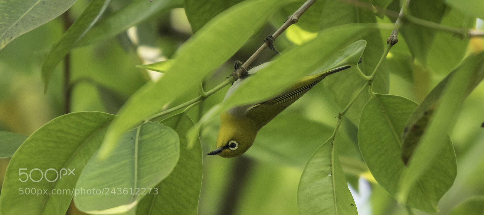 Canon EOS 7D Mark II sample photo. Oriental white eye photography