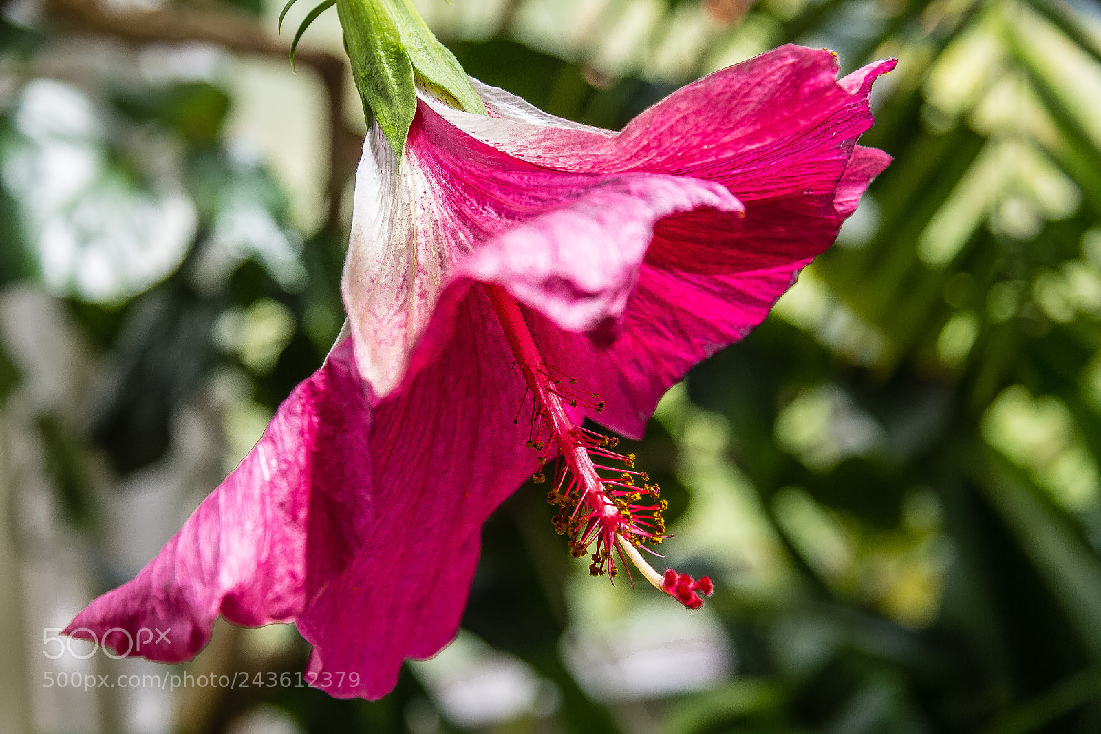 Canon EOS 60D sample photo. Hibiscus 'black beauty' photography