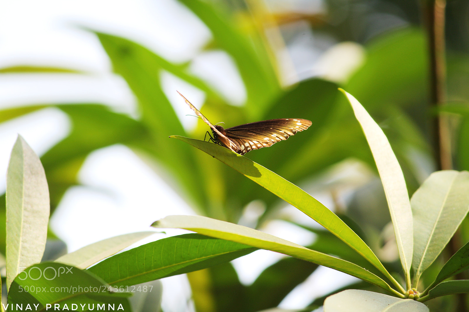 Canon EOS 1300D (EOS Rebel T6 / EOS Kiss X80) sample photo. Butterfly photography