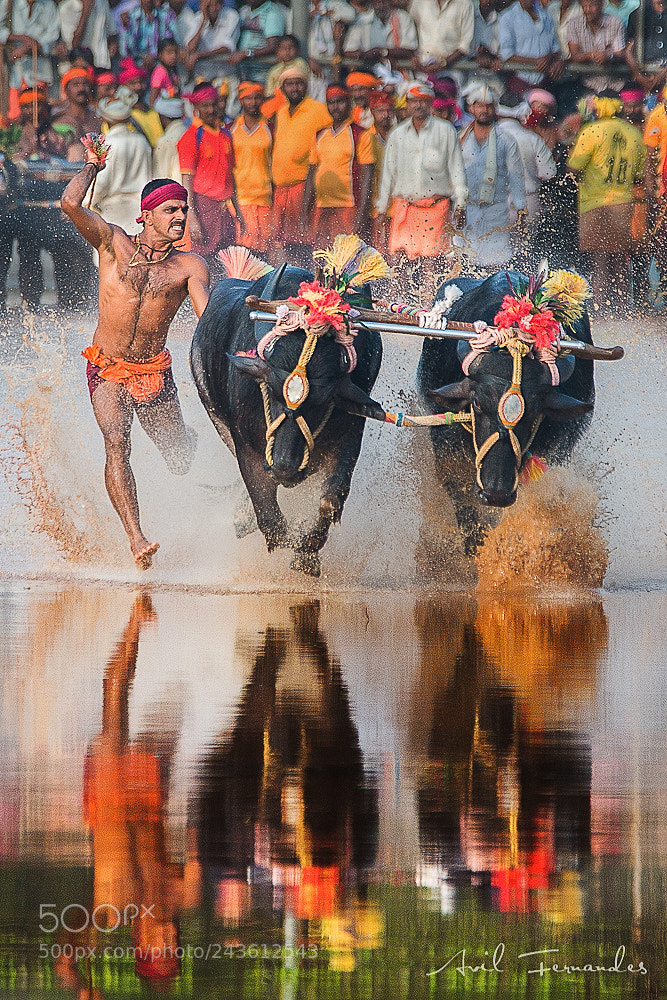 Nikon D800 sample photo. Kambala photography