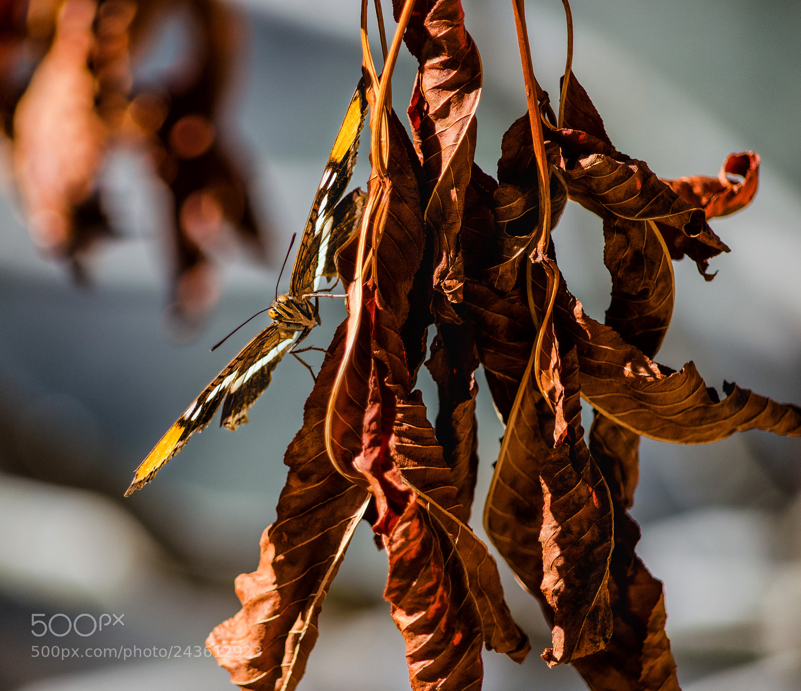 Nikon D5100 sample photo. Butterfly perched on dead photography