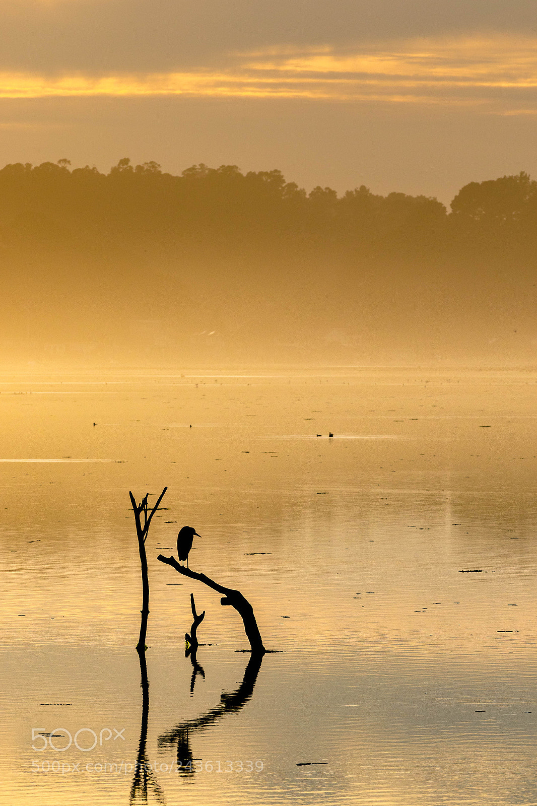 Canon EOS 7D Mark II sample photo. Golden lagoon photography
