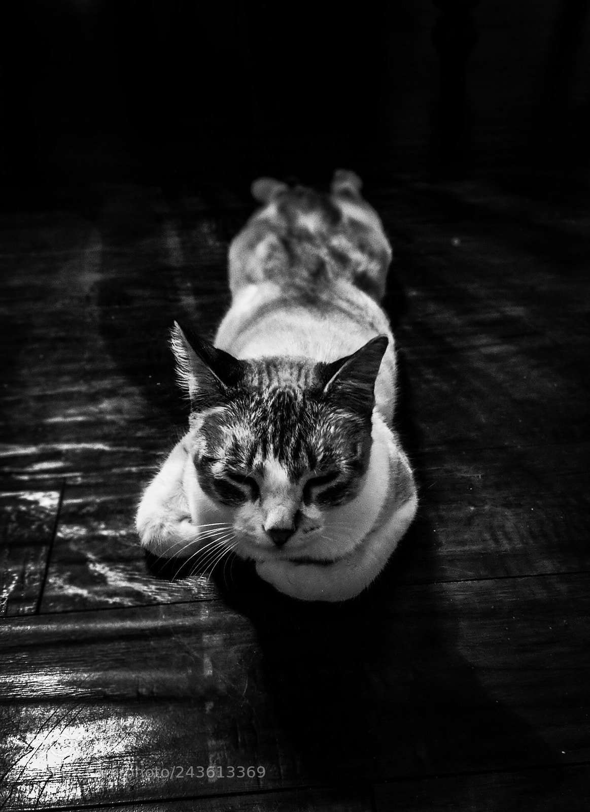 Google Pixel 2 sample photo. El gato soñoliento photography