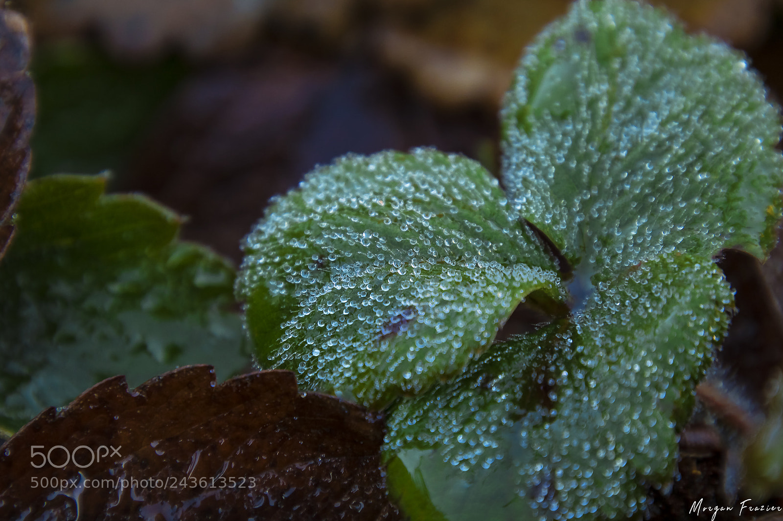 Canon EOS 750D (EOS Rebel T6i / EOS Kiss X8i) sample photo. Trickle photography