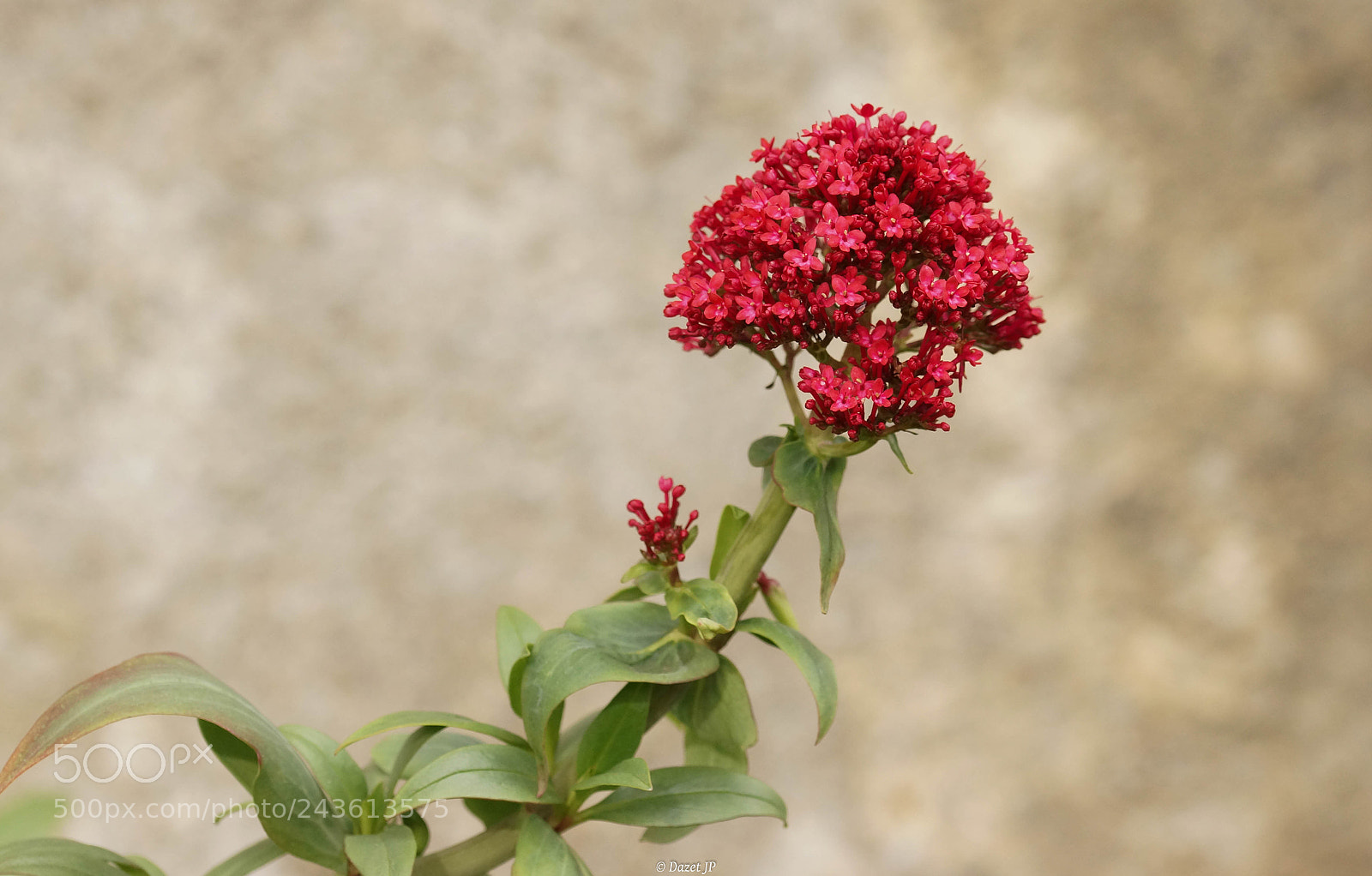 Sony SLT-A57 sample photo. Valeriane rouge photography