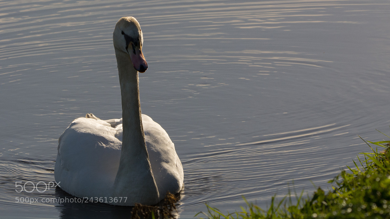 Nikon D7100 sample photo. Sunday afternoon sunbathing photography