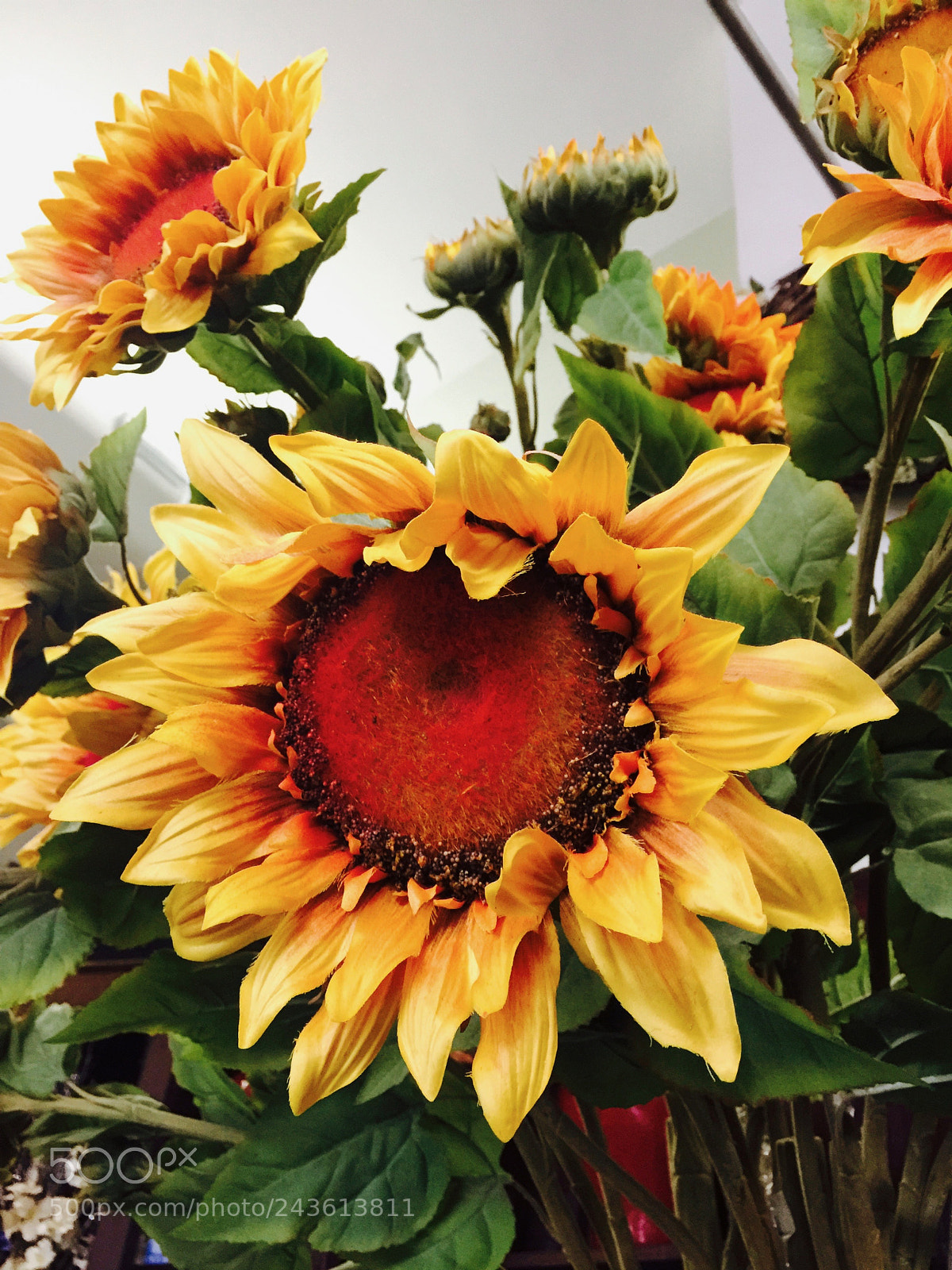 Apple iPhone 6 Plus sample photo. Sunflowers photography