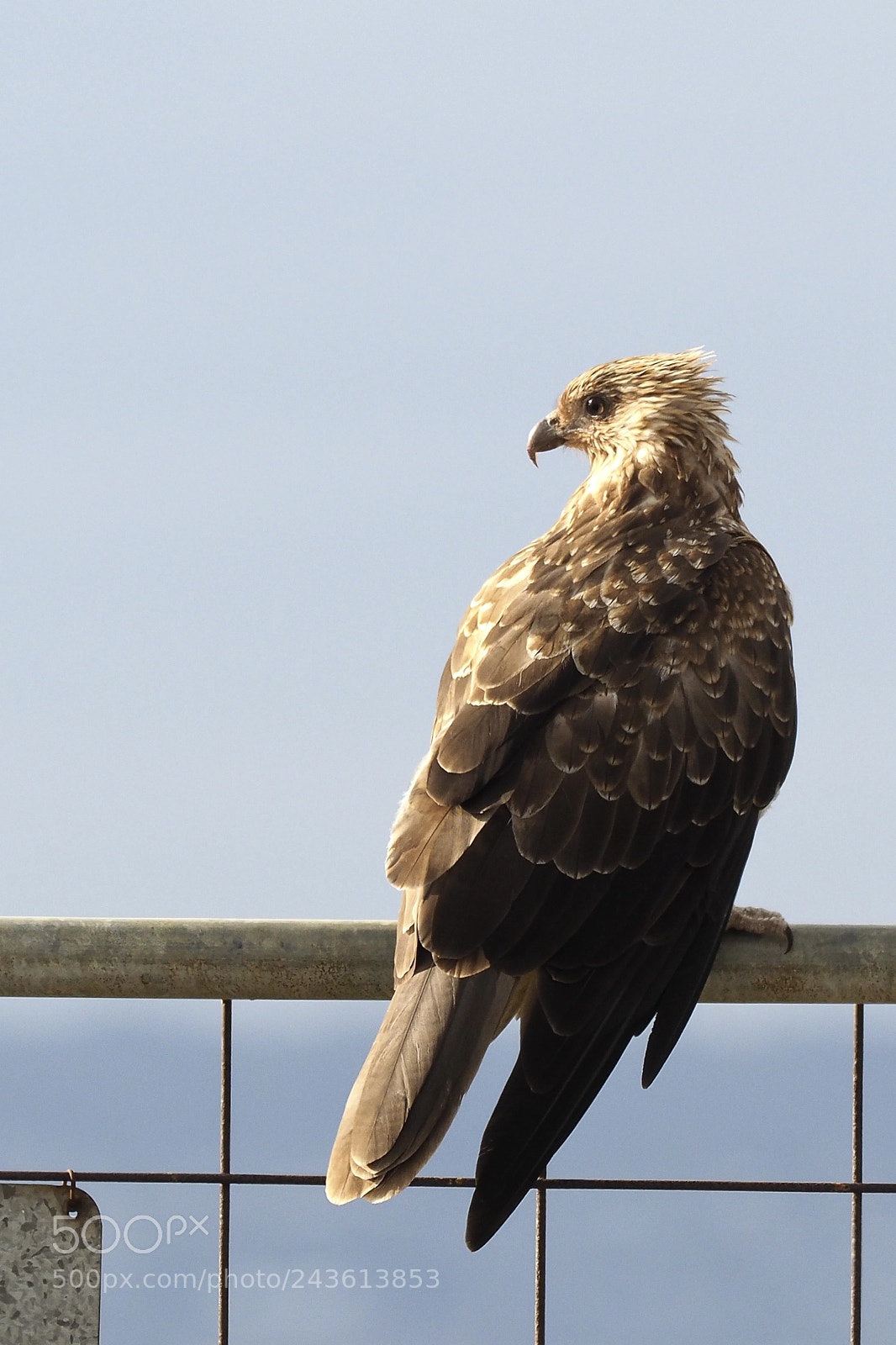 Olympus OM-D E-M1 Mark II sample photo. Whistling kite photography