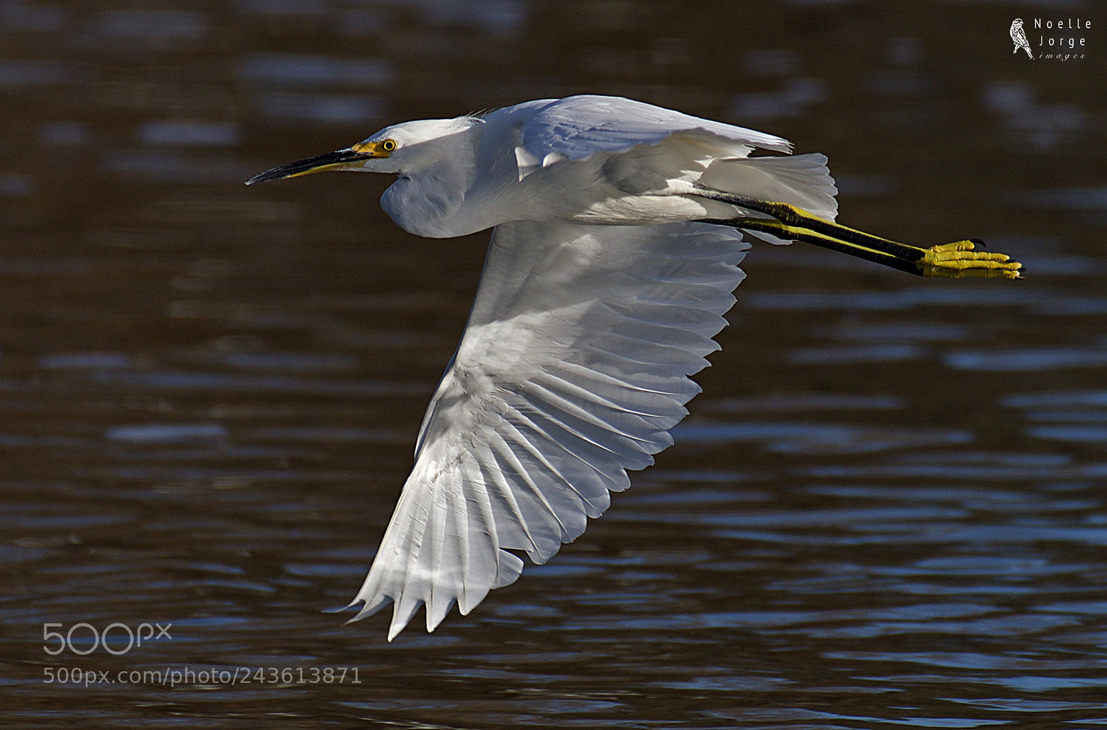 Nikon D500 sample photo. Snowy egret cruises by. photography