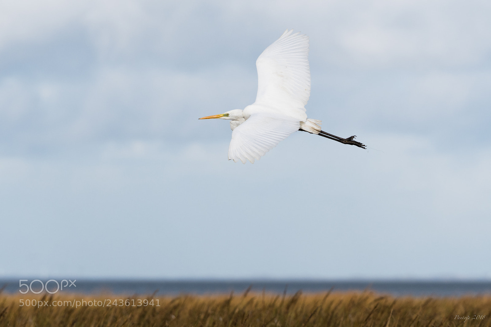 Nikon D500 sample photo. Great white egret photography