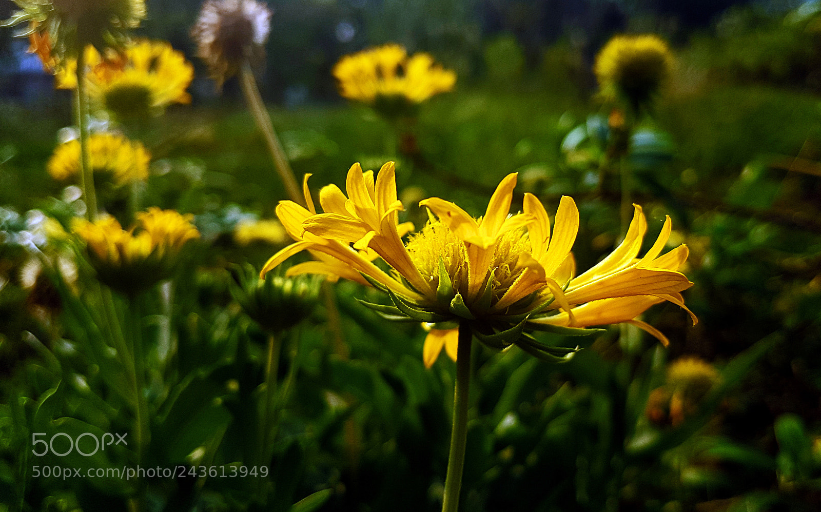 Samsung Galaxy S7 Edge sample photo. Glowing yellow flower photography