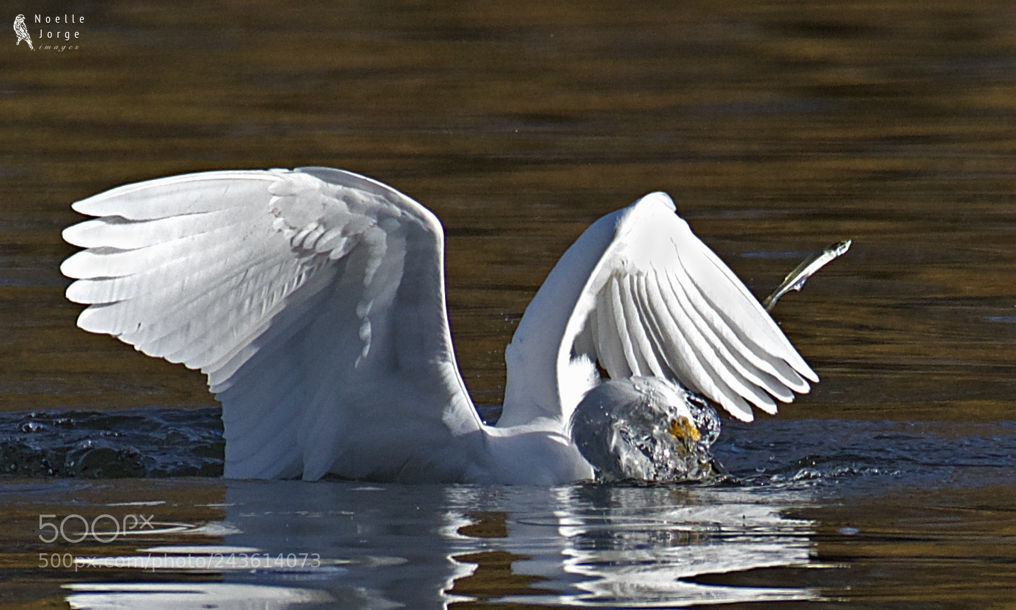 Nikon D500 sample photo. The escape photography