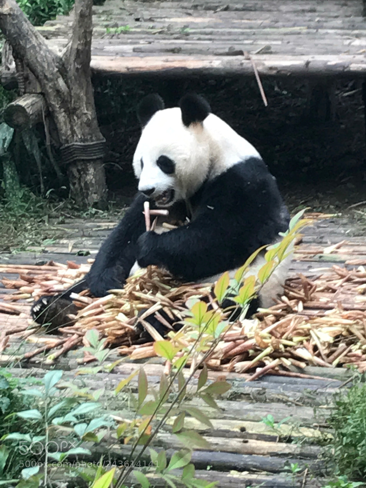 Apple iPhone 7 sample photo. Panda chengdu china photography