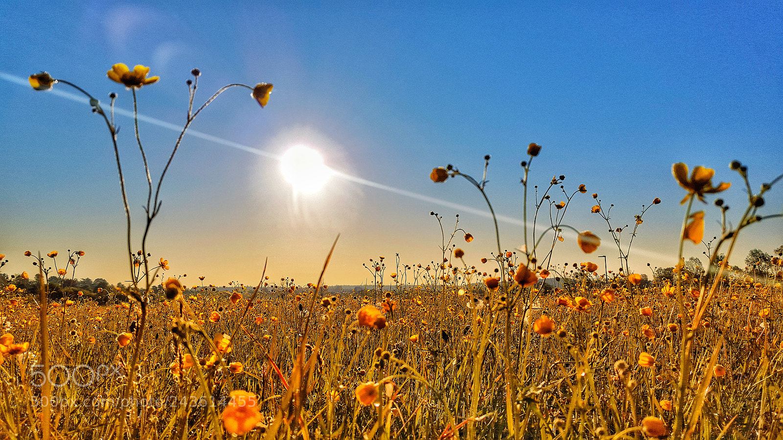 Samsung Galaxy S6 sample photo. Sunny moments photography