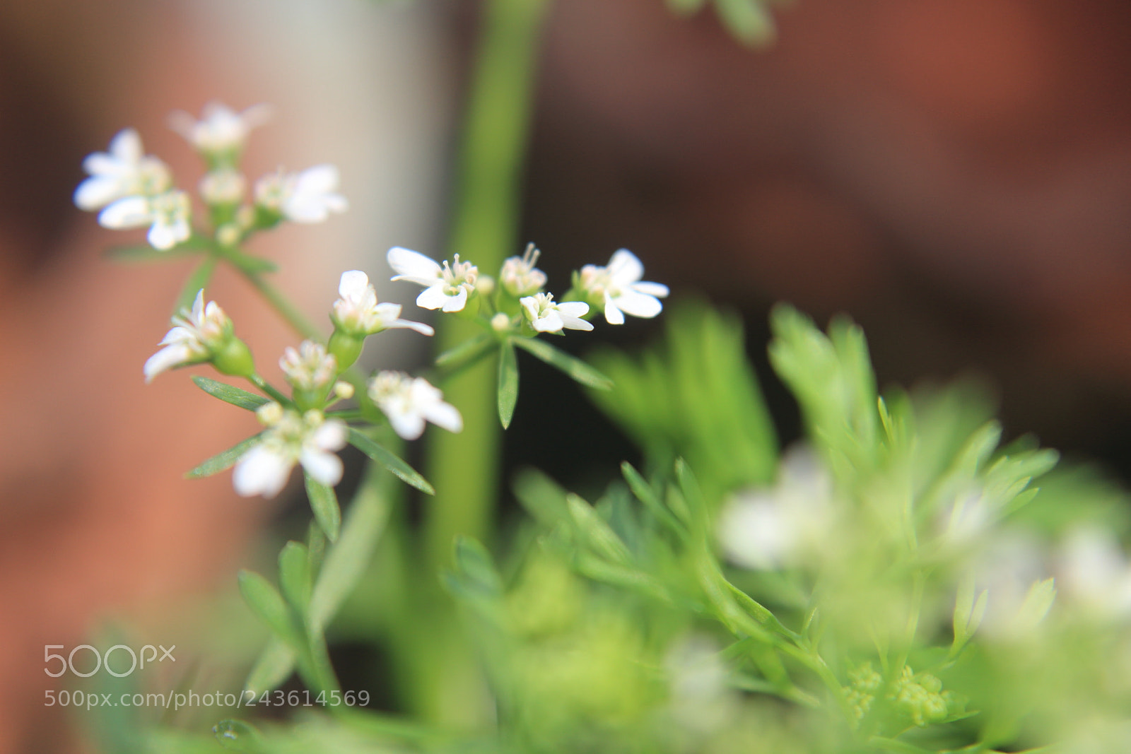 Canon EOS 1200D (EOS Rebel T5 / EOS Kiss X70 / EOS Hi) sample photo. Coriander flowers photography