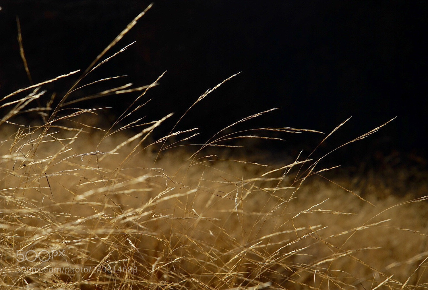 Sony a7 II sample photo. Golden grass photography