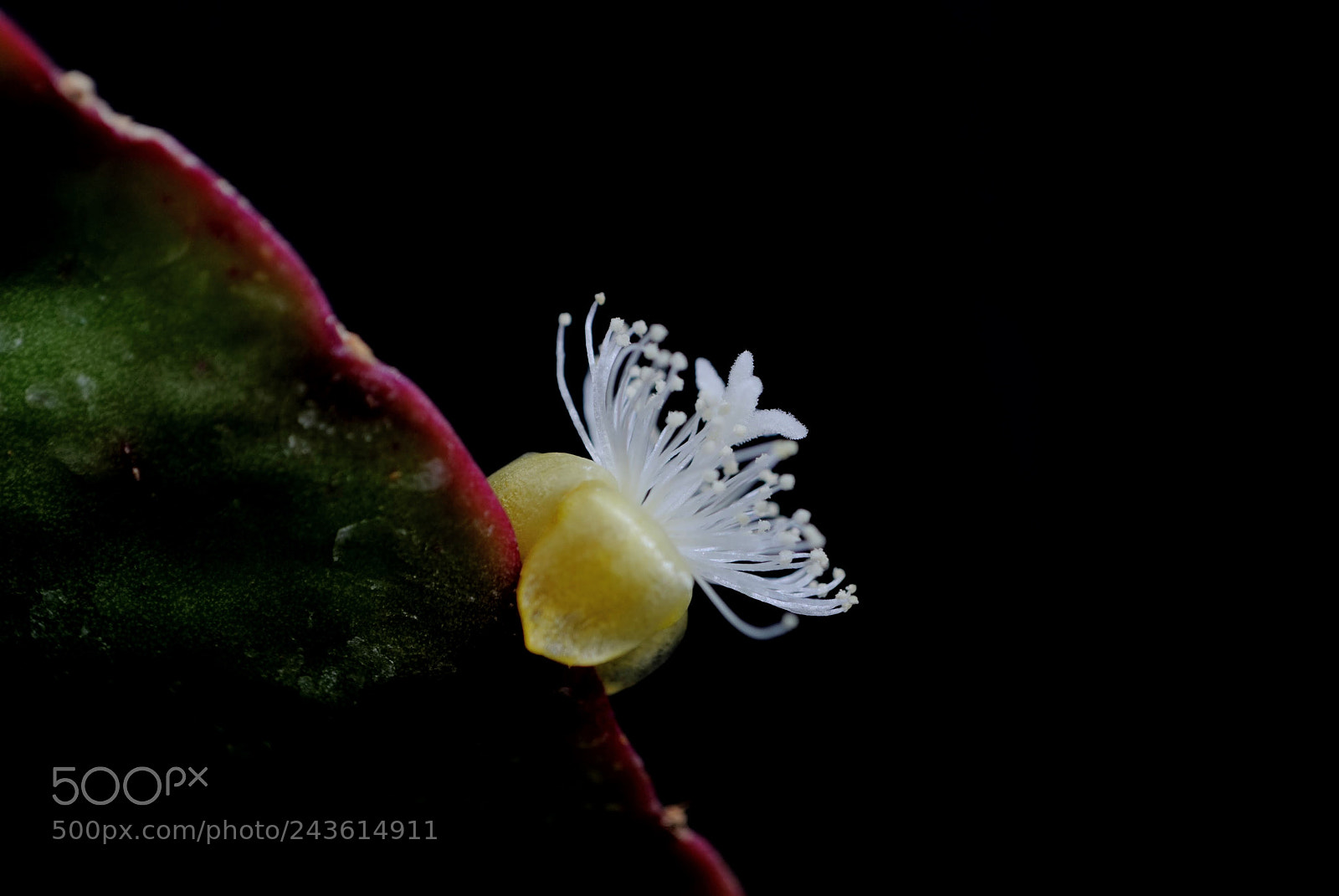 Nikon D3000 sample photo. Rhipsalis cactus flower photography