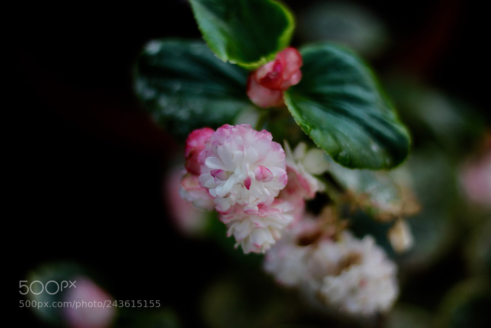 Canon EOS 1200D (EOS Rebel T5 / EOS Kiss X70 / EOS Hi) sample photo. Flower photography